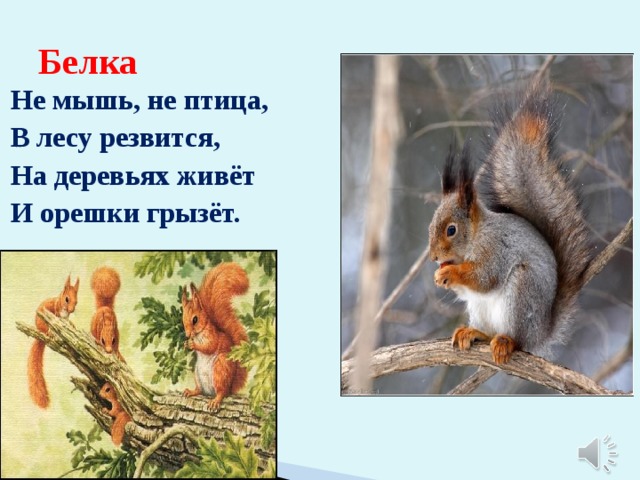 Белка Не мышь, не птица, В лесу резвится, На деревьях живёт И орешки грызёт. 