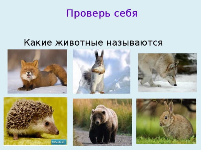  Проверь себя  Какие животные называются дикими? 