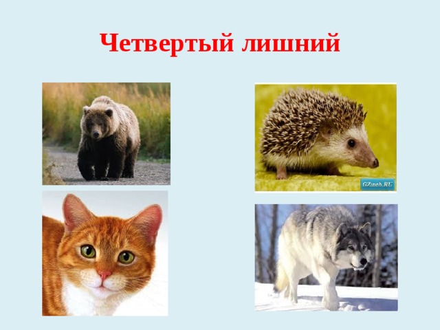 Четвертый лишний 