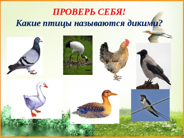 ПРОВЕРЬ СЕБЯ!  Какие птицы называются дикими? 