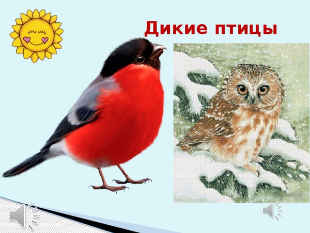 Дикие птицы 