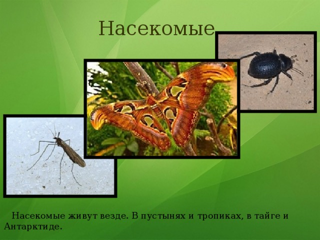 Насекомые  Насекомые живут везде. В пустынях и тропиках, в тайге и Антарктиде. 