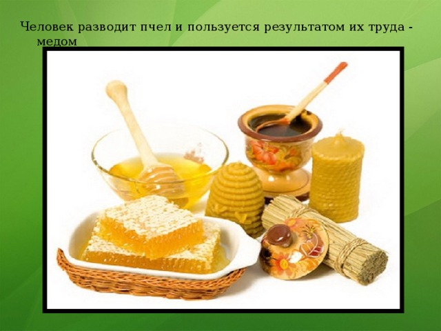 Человек разводит пчел и пользуется результатом их труда - медом 