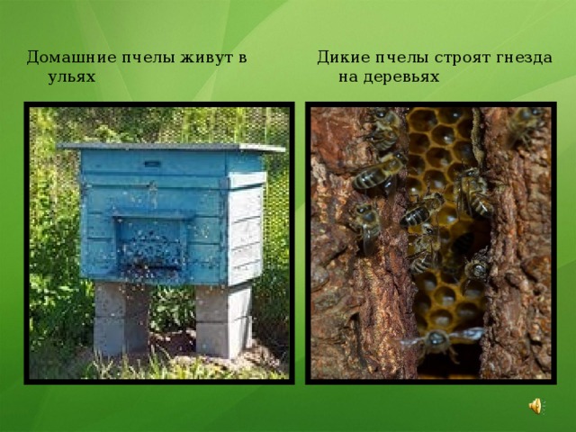 Домашние пчелы живут в ульях Дикие пчелы строят гнезда на деревьях 