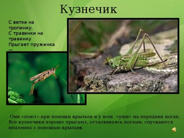 Кузнечик С ветки на тропинку,  С травинки на травинку  Прыгает пружинка —  Зелёненькая спинка.  Они «поют» при помощи крыльев и у всех «уши» на передних ногах. Все кузнечики хорошо прыгают, отталкиваясь ногами, спускаются медленно с помощью крыльев. 