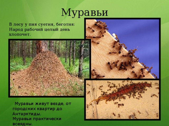 Муравьи В лесу у пня суетня, беготня:  Народ рабочий целый день хлопочет .   Муравьи живут везде, от городских квартир до Антарктиды. Муравьи практически всеядны. 