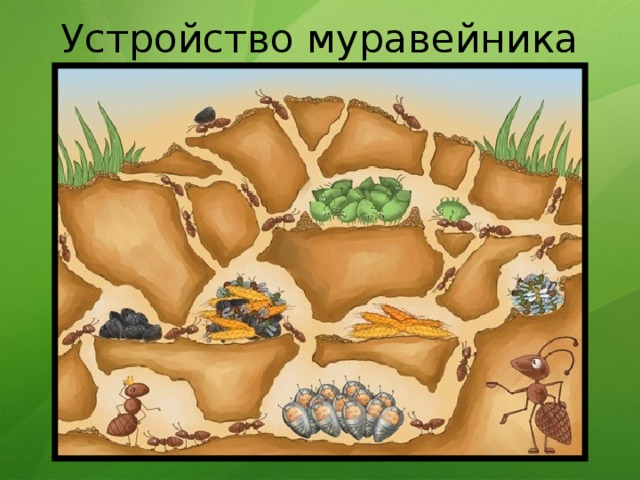 Устройство муравейника 