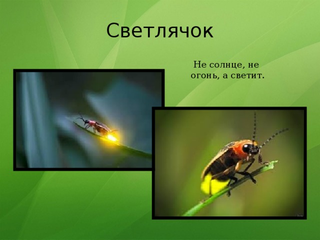Светлячок   Не солнце, не огонь, а светит. 