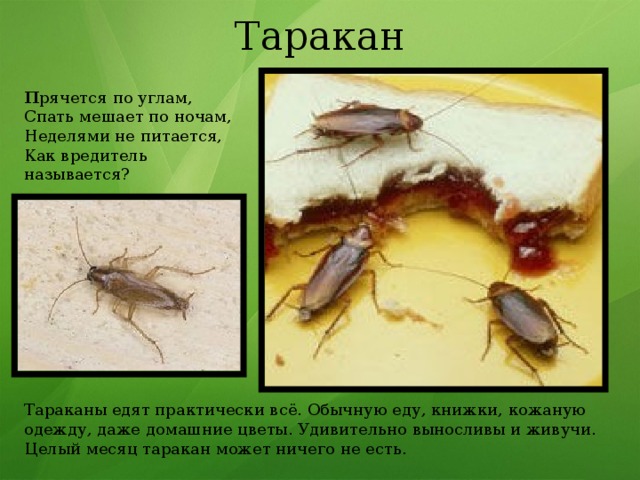 Таракан П рячется по углам, Спать мешает по ночам, Неделями не питается, Как вредитель называется? Тараканы едят практически всё. Обычную еду, книжки, кожаную одежду, даже домашние цветы. Удивительно выносливы и живучи. Целый месяц таракан может ничего не есть. 