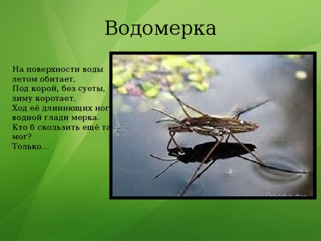 Водомерка На поверхности воды   летом обитает,  Под корой, без суеты,   зиму коротает.  Ход её длиннющих ног –   водной глади мерка.  Кто б скользить ещё так мог?   Только… 