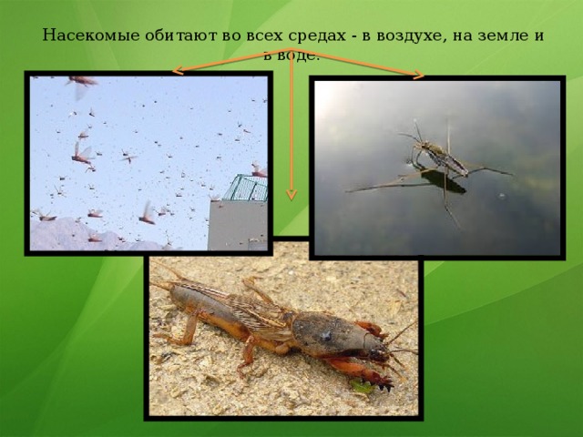  Насекомые обитают во всех средах - в воздухе, на земле и в воде . 