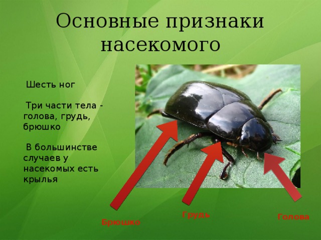 Основные признаки насекомого  Шесть ног  Три части тела - голова, грудь, брюшко  В большинстве случаев у насекомых есть крылья Грудь Голова Брюшко 
