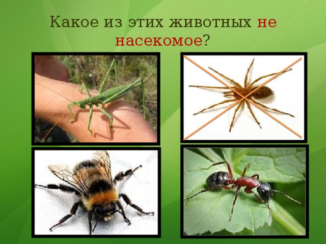 Какое из этих животных не насекомое ? 