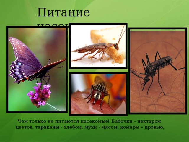 Питание насекомых  Чем только не питаются насекомые! Бабочки - нектаром цветов, тараканы - хлебом, мухи - мясом, комары – кровью. 