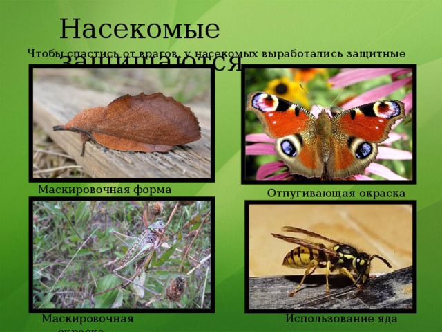 Насекомые защищаются Чтобы спастись от врагов, у насекомых выработались защитные механизмы Маскировочная форма Отпугивающая окраска Маскировочная окраска Использование яда 