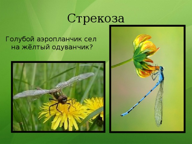 Стрекоза Голубой аэропланчик сел на жёлтый одуванчик? 