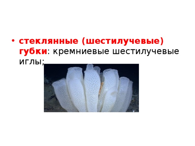стеклянные (шестилучевые) губки : кремниевые шестилучевые иглы;  