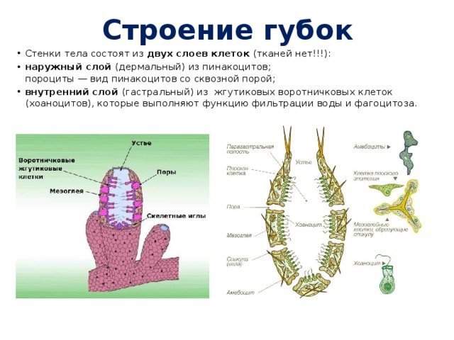 Строение губок Стенки тела состоят из двух слоев клеток (тканей нет!!!): наружный слой (дермальный) из пинакоцитов;  пороциты — вид пинакоцитов со сквозной порой; внутренний слой (гастральный) из  жгутиковых воротничковых клеток (хоаноцитов), которые выполняют функцию фильтрации воды и фагоцитоза.  
