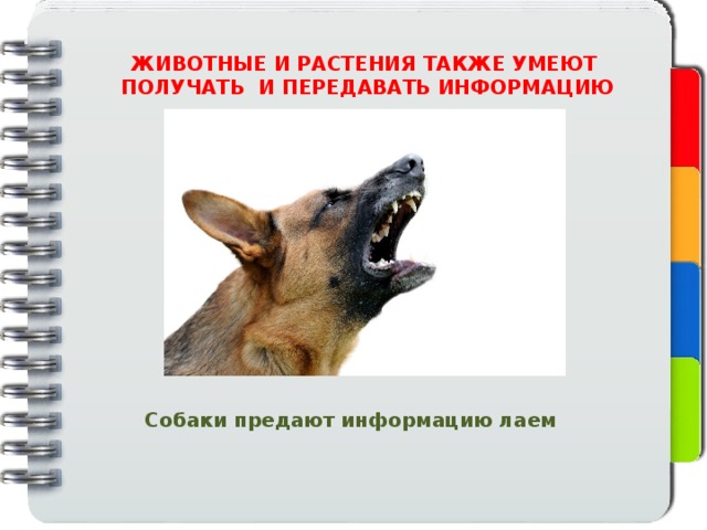 ЖИВОТНЫЕ И РАСТЕНИЯ ТАКЖЕ УМЕЮТ ПОЛУЧАТЬ И ПЕРЕДАВАТЬ ИНФОРМАЦИЮ Собаки предают информацию лаем 