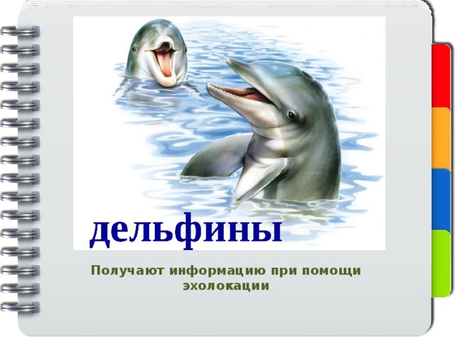 Получают информацию при помощи эхолокации 