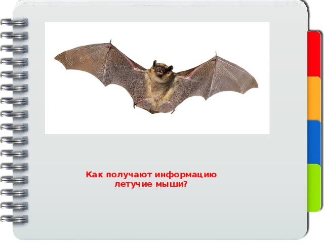 Как получают информацию летучие мыши? 
