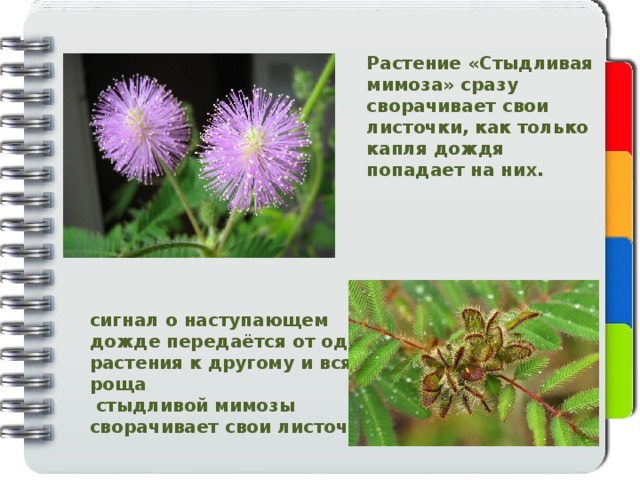 Растение «Стыдливая мимоза» сразу сворачивает свои листочки, как только капля дождя попадает на них. сигнал о наступающем дожде передаётся от одного растения к другому и вся роща  стыдливой мимозы сворачивает свои листочки. 