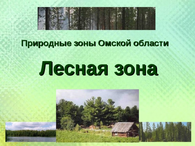 Природные зоны Омской области Лесная зона 
