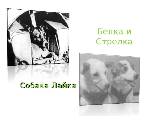Белка и Стрелка Собака Лайка 