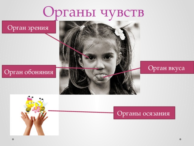 Органы чувств Орган зрения Орган вкуса Орган обоняния Органы осязания  