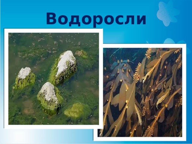 Водоросли 