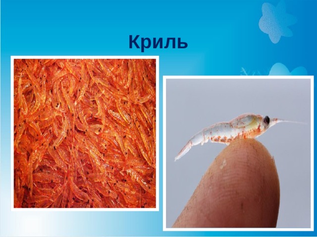  Криль 