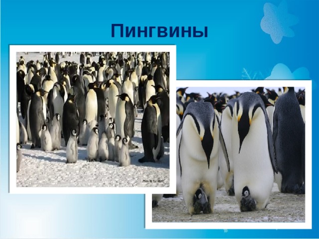 Пингвины 