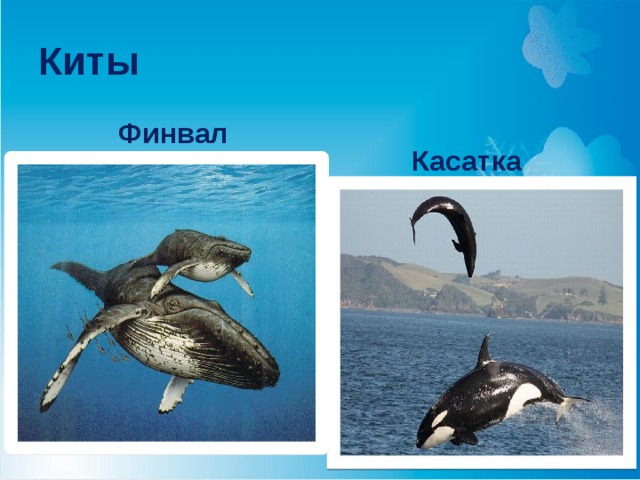 Киты Финвал Касатка 