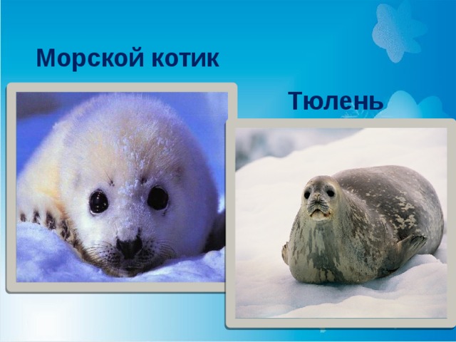 Морской котик Тюлень 