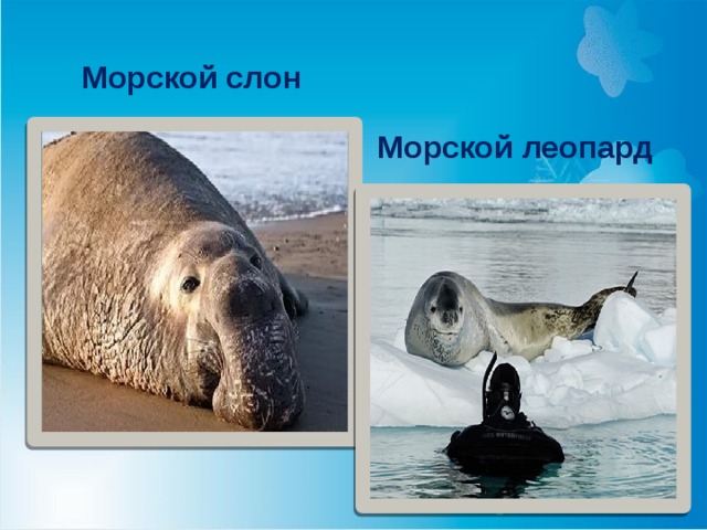 Морской слон Морской леопард 