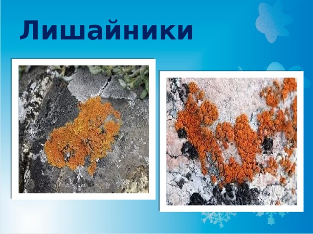 Лишайники 