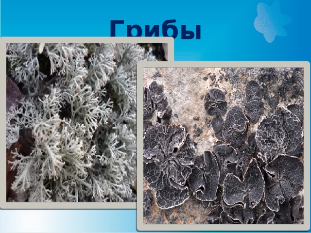 Грибы 