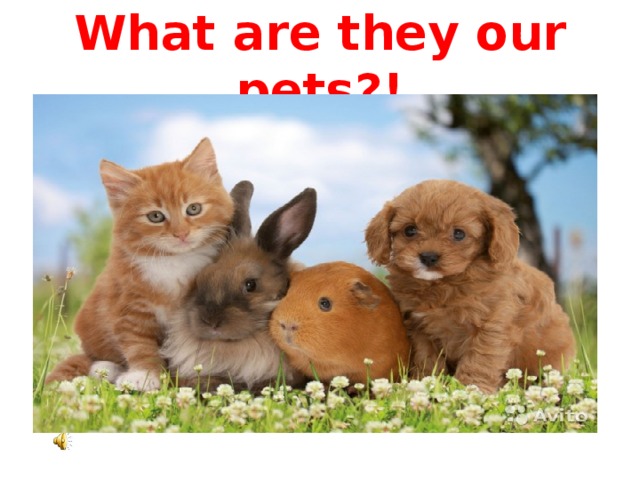 What are they our pets?! 