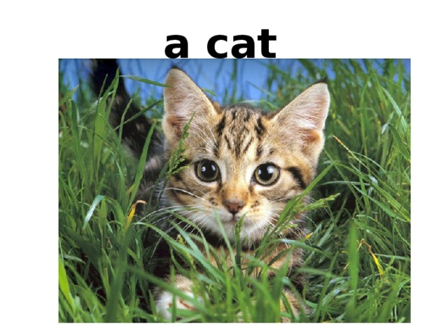a cat  