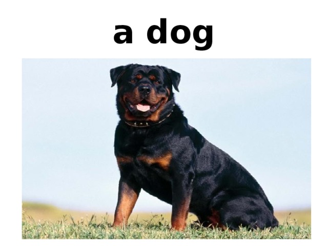 a dog 