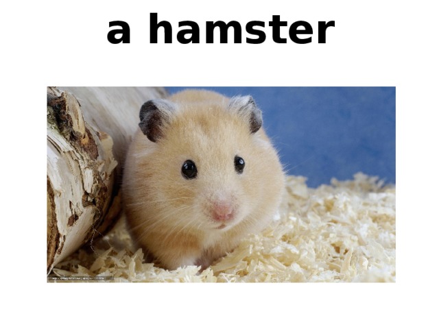 a hamster 
