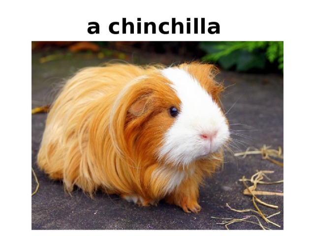 a chinchilla 