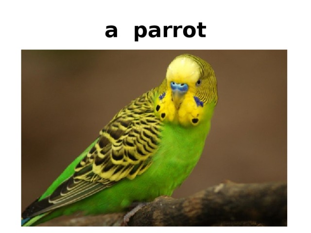 a parrot 