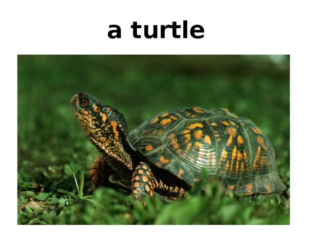 a turtle 