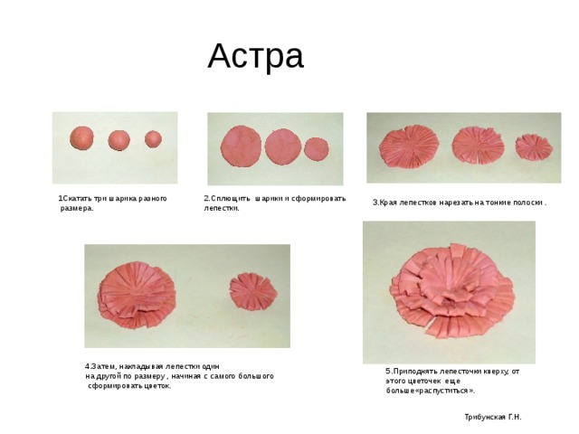 Астра 1Скатать три шарика разного  размера. 2.Сплющить шарики и сформировать лепестки. 3.Края лепестков нарезать на тонкие полоски . 4.Затем, накладывая лепестки один на другой по размеру , начиная с самого большого  сформировать цветок. 5.Приподнять лепесточки кверху, от этого цветочек еще больше«распуститься». Трибунская Г.Н. 