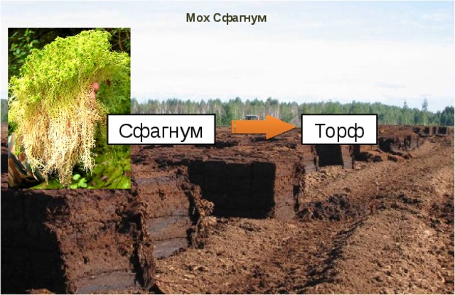 Мох Сфагнум Сфагнум Торф Торфяные мхи выделяют гуминовые кислоты, препятствующие гниению, и скопления мёртвого мха спрессовываются в торф. Торф используют как топливо, удобрение, сырьё для химической промышленности.  