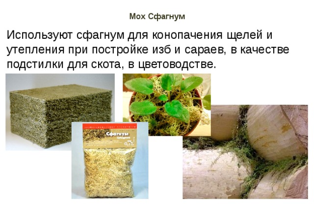 Мох Сфагнум Используют сфагнум для конопачения щелей и утепления при постройке изб и сараев, в качестве подстилки для скота, в цветоводстве. 