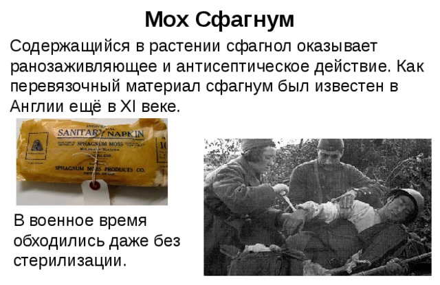 Мох Сфагнум Содержащийся в растении сфагнол оказывает ранозаживляющее и антисептическое действие. Как перевязочный материал сфагнум был известен в Англии ещё в XI веке. В военное время обходились даже без стерилизации. 