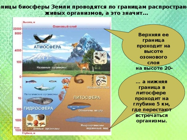 Границы биосферы Земли проводятся по границам распространения живых организмов, а это значит… Верхняя ее граница проходит на высоте озонового слоя  на высоте 20-25 км … … а нижняя граница в литосфере проходит на глубине 5 км, где перестают встречаться организмы. 