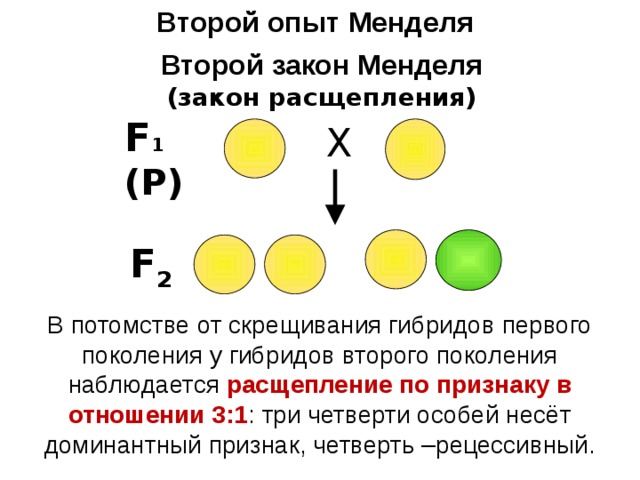Второй опыт Менделя Второй закон Менделя (закон расщепления) F 1 (Р) Х F 2 В потомстве от скрещивания гибридов первого поколения у гибридов второго поколения наблюдается расщепление по признаку в отношении 3:1 : три четверти особей несёт доминантный признак, четверть –рецессивный. 